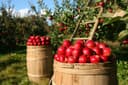 Apples Harvesting Training
